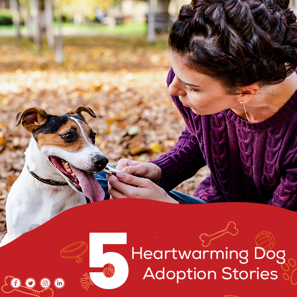 5 Heartwarming Dog Adoption Stories
