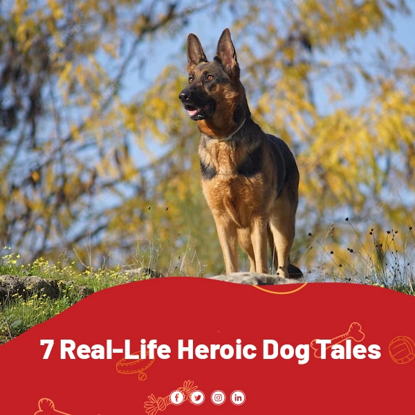 7 Real-Life Heroic Dog Tales