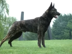 Arko the Dutch Shepherd