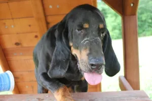 Caleb the Bloodhound