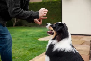 Setting Boundaries with Chewing