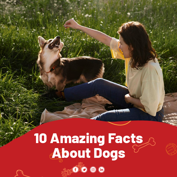 10 Interesting Facts About Dogs you might want to know | DogTales