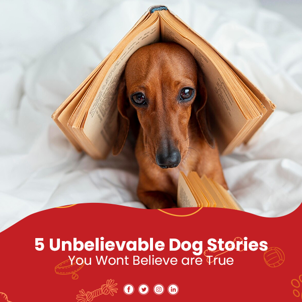 5 Unbelievable Dog Stories You Won't Believe are True