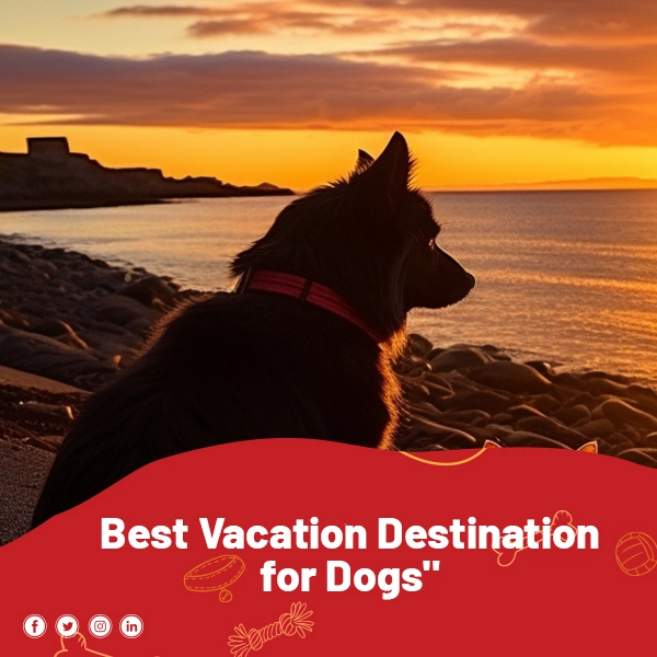 Best Vacation Destination for Dogs