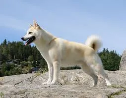 Norwegian Buhund