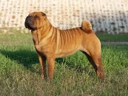 Shar-Pei