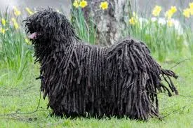 The Puli