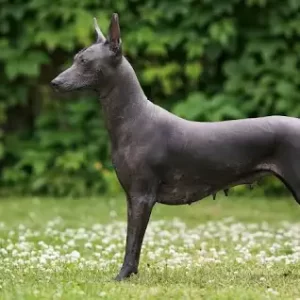 Xoloitzcuintli