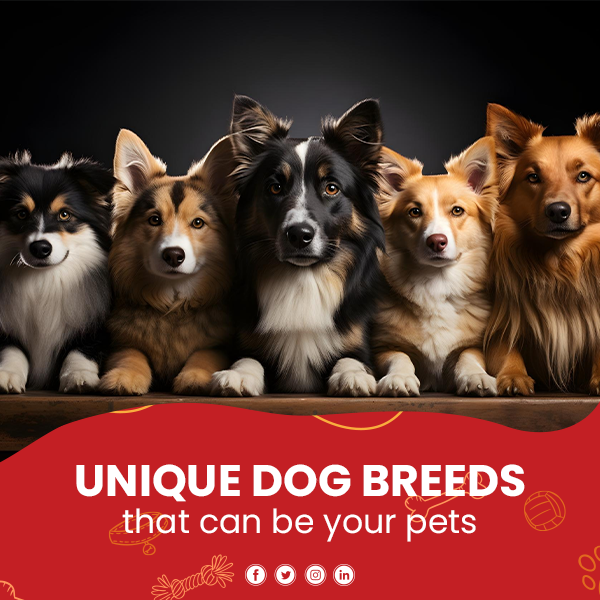 Unique dog breeds that can be your pets